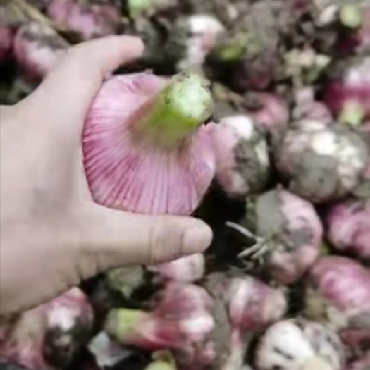 杞县红皮蒜  大蒜上市！河南精品大蒜，货量充足，价格优美，诚信经