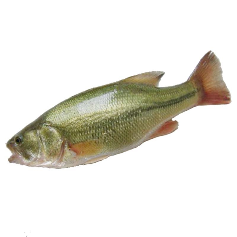  马口鱼苗长鳍马口鱲宽鳍鱲活体中国原生鱼淡水