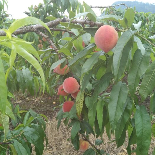平乐县 黄桃，