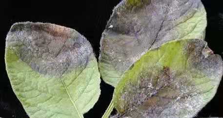 40%烯酰吗啉-悬浮烯吗药效高，霜霉疫病全去除