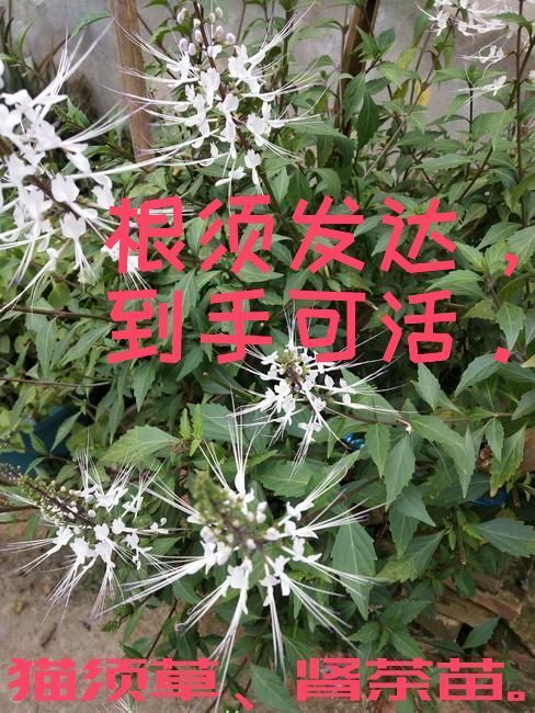 信丰县茶树苗 猫须草、肾茶苗