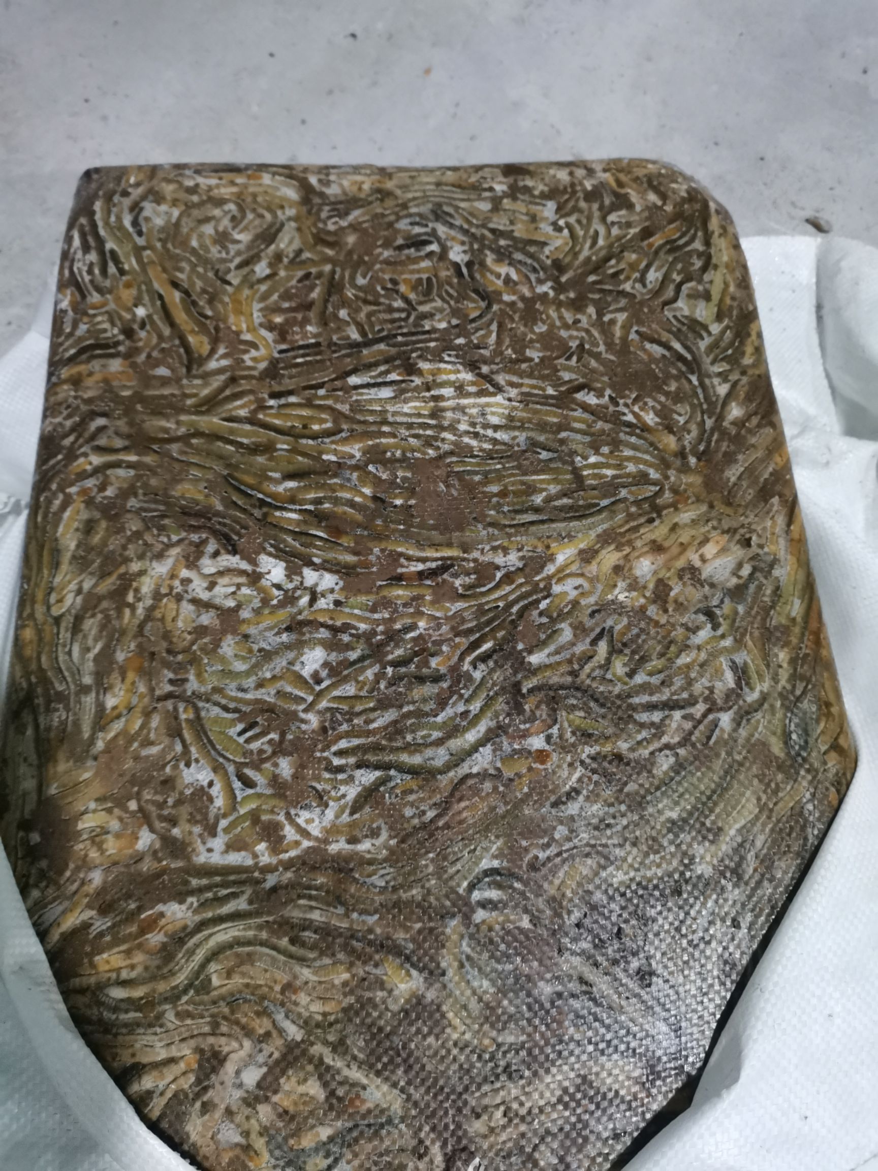 青蚯蚓  湖北楚江冰冻蚯蚓，可视频看货，产地直销，用于水产养殖开口料