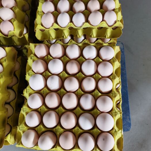 武汉白壳蛋  大绿壳鸡厂直销360枚净重43斤湖北武汉发货，省外10元一件