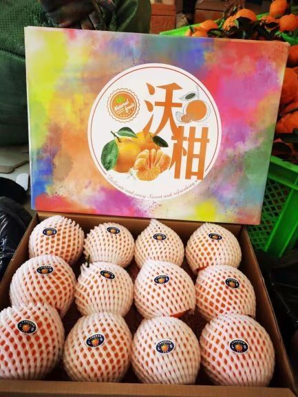 云南高原沃柑现采现发