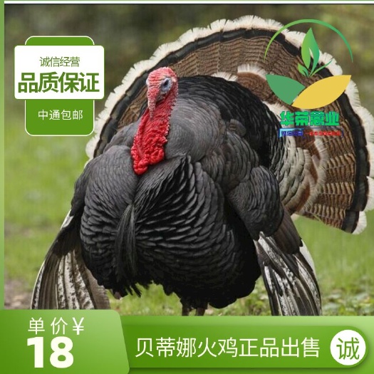 南宁火鸡苗 贝蒂娜火鸡鸡苗 品质保证 诚信经营，支持全国发货