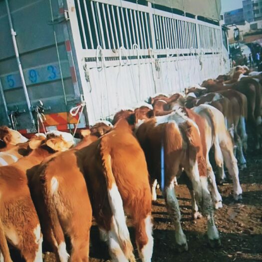 威宁县肉牛 200-300斤 统货 