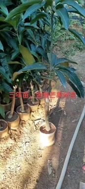 贵妃芒果苗  芒果苗  金煌红贵妃台农桂七芒果嫁接苗，批发，