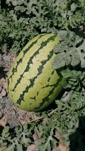 金花西瓜  甘肃硒砂瓜，金花1号，金城5号