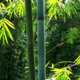 常年出售竹子…量大从优！有需要的可以联系…论棵数卖！