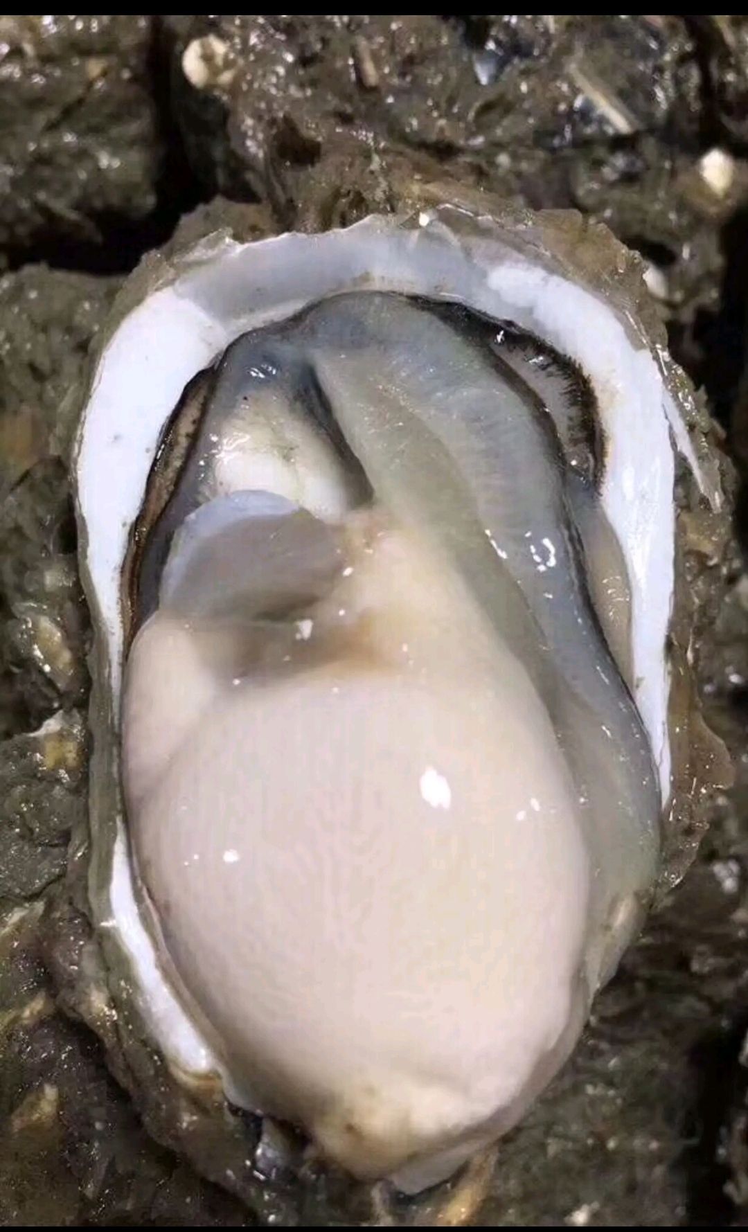 三倍体生蚝  生蚝批发 全壳鲜活生蚝半壳生蚝烧烤新鲜牡蛎网红高压锅生蚝