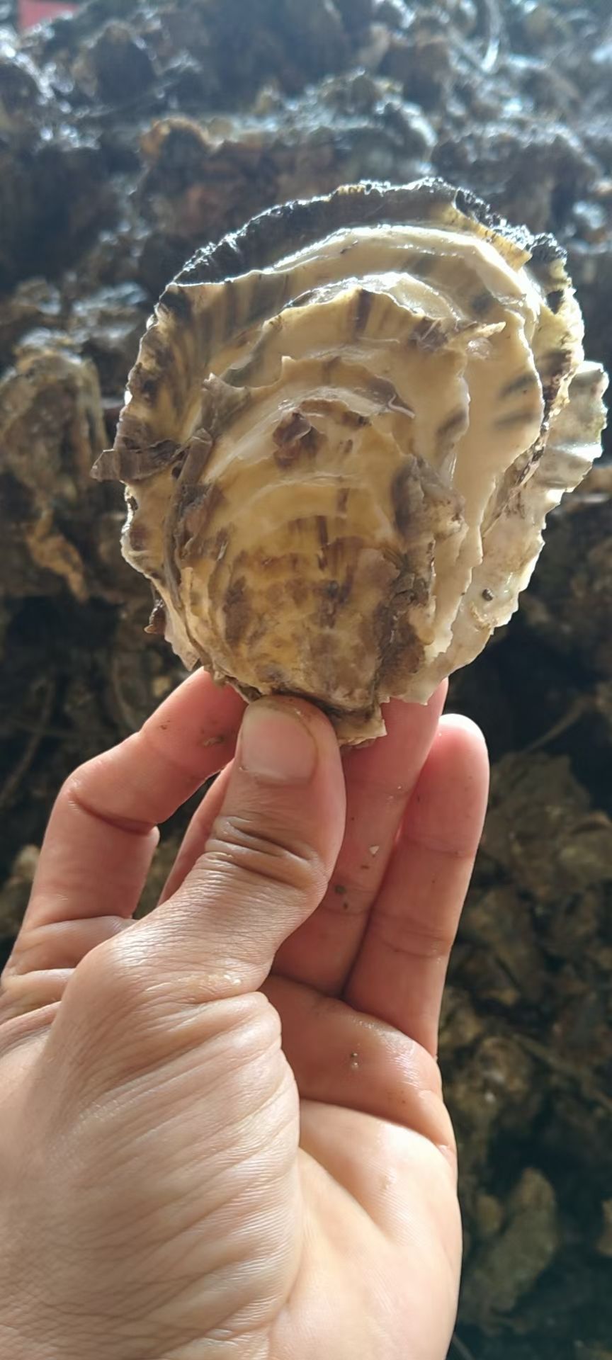三倍体生蚝  生蚝批发 全壳鲜活生蚝半壳生蚝烧烤新鲜牡蛎网红高压锅生蚝