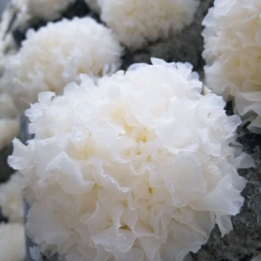 娄底有机雪耳银耳