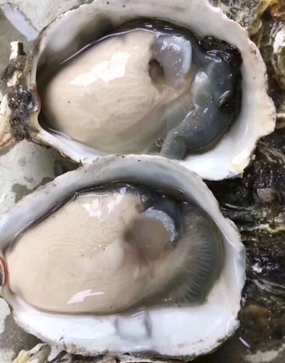 三倍体生蚝  生蚝批发 全壳鲜活生蚝半壳生蚝烧烤新鲜牡蛎网红高压锅生蚝
