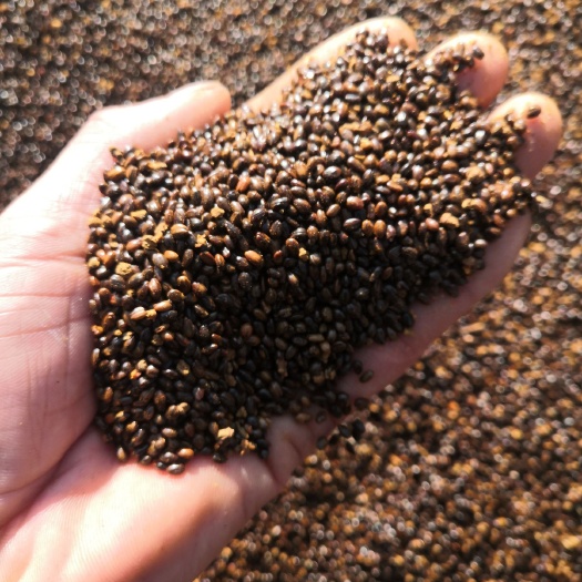 漳县甘肃小果沙棘籽种大量有货批发供应产地直销量大从优