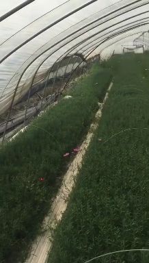长年大量销售精品迷迭香鲜枝条、干叶
