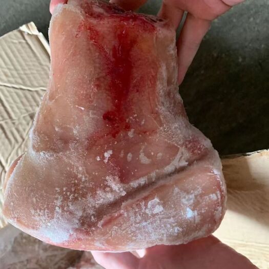 晋江市猪肘子  大前肘（6个）