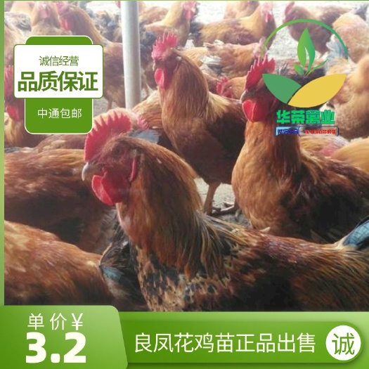 南宁良凤花鸡苗，质量保证！孵化场直销。