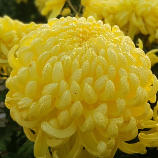 镇平县【基地直供】菊花苗  国庆菊 球菊  乒乓菊