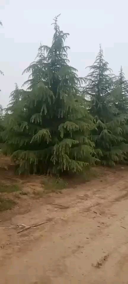 周至县雪松 