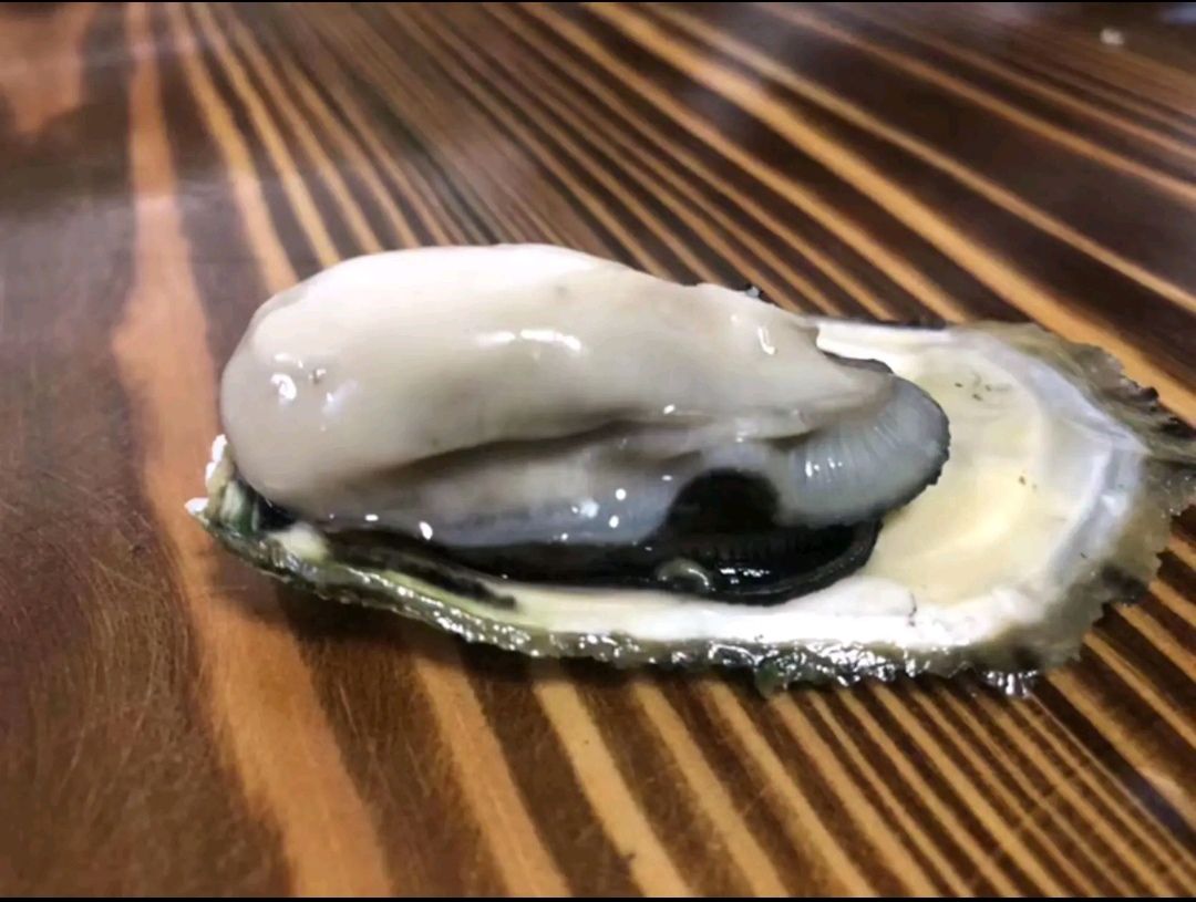三倍体生蚝  生蚝批发 全壳鲜活生蚝半壳生蚝烧烤新鲜牡蛎网红高压锅生蚝