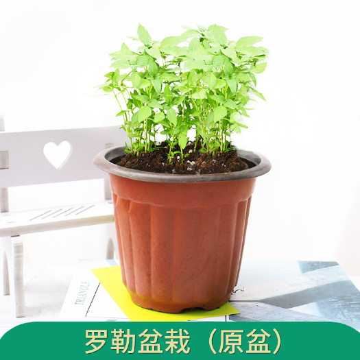 开平市 薄荷盆栽