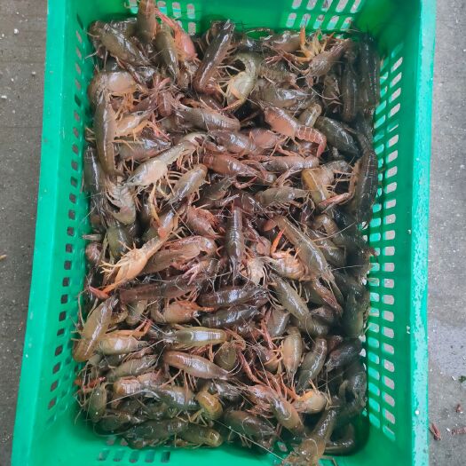 潜江市湖北潜江小龙虾养殖基地鲜活小龙虾批发规格齐全