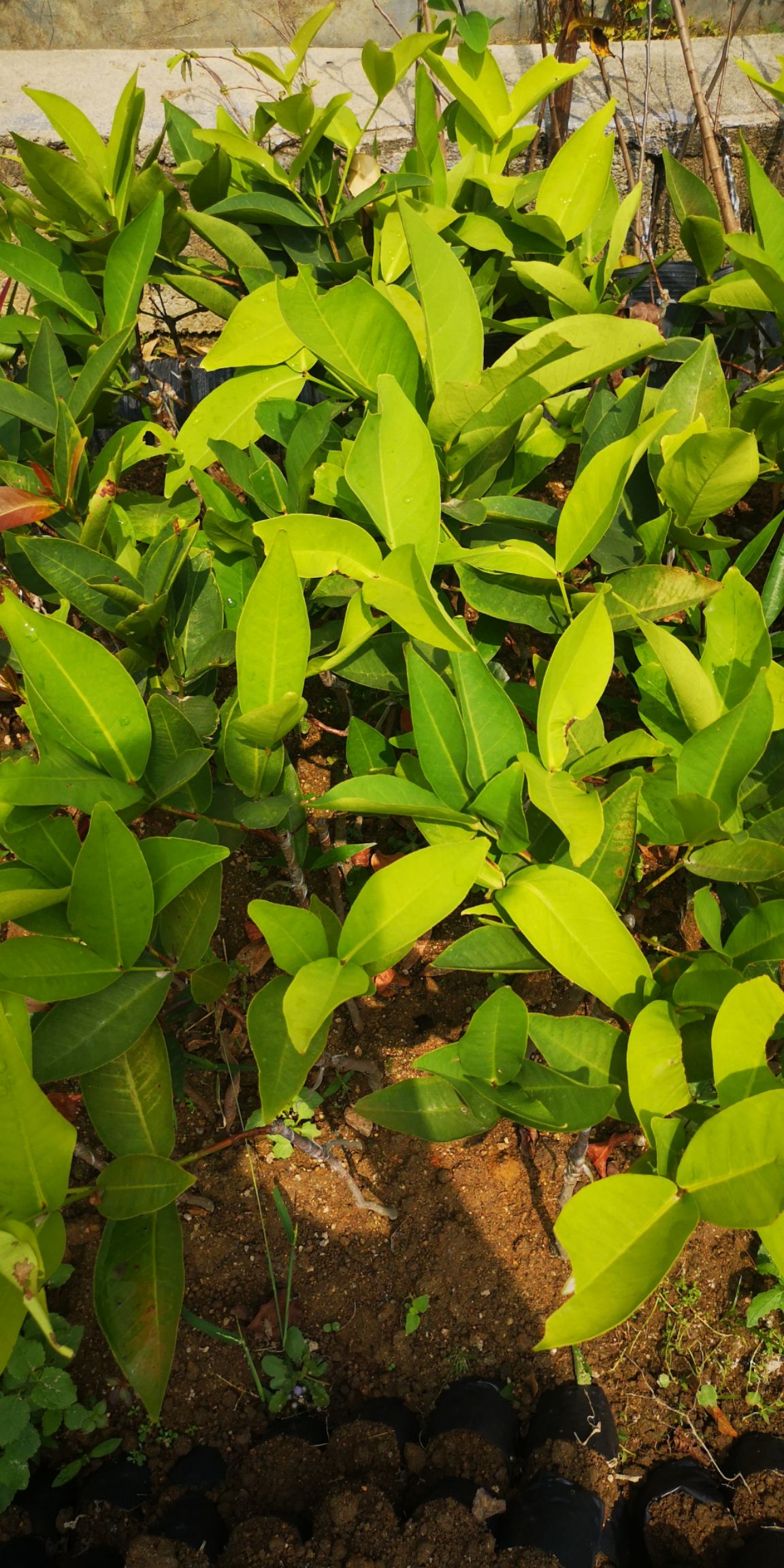 水蒲桃苗  水蒲桃实生苗 袋苗杯苗 土莲雾 嫁接莲雾