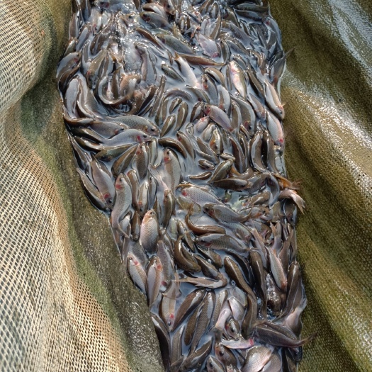 南宁正宗禾花鲤鱼苗，全州禾花鲤，场地直销，现货交易，实数供应，
