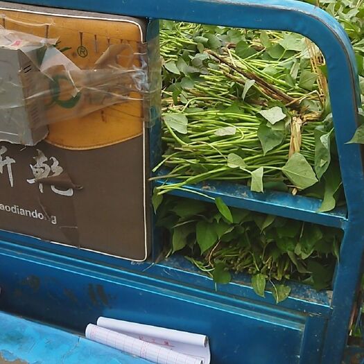 滑县商薯19红薯苗 大田，高剪应有尽有，单垄单行育苗。