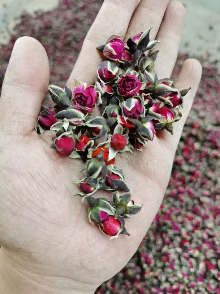 金边玫瑰 玫瑰花 一手货源大货批发