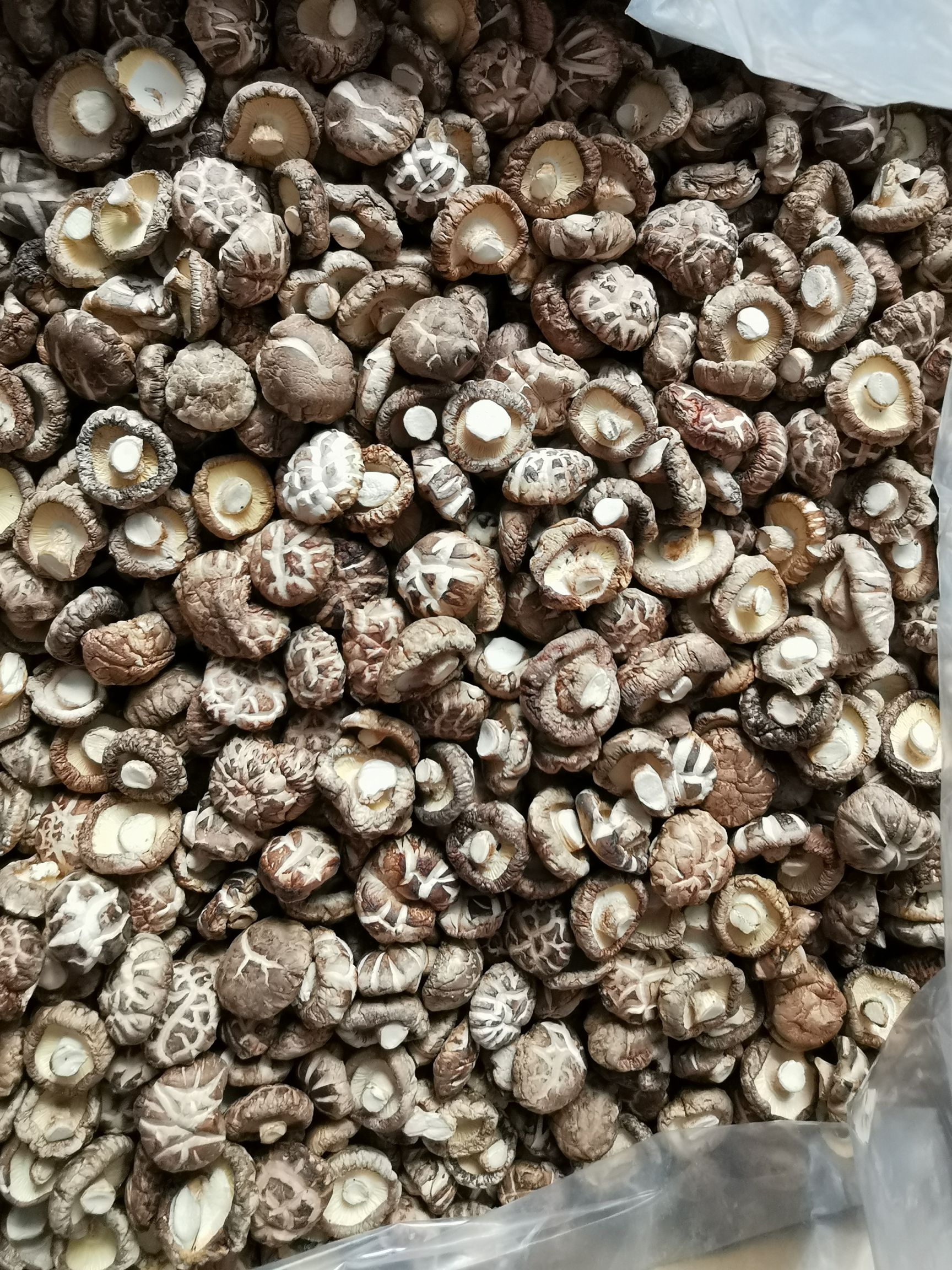 茶花花菇  A1  3-3.5   新货   靓色  包邮