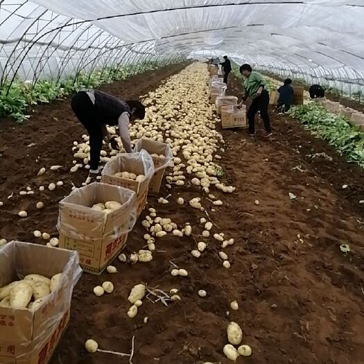 泰安荷兰土豆  新鲜土豆