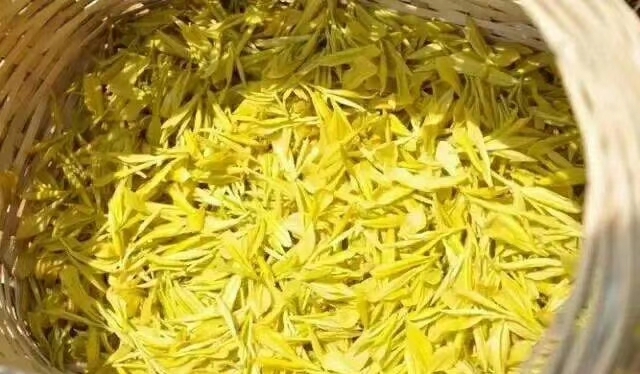 太湖县 安吉黄金芽黄茶自产自销