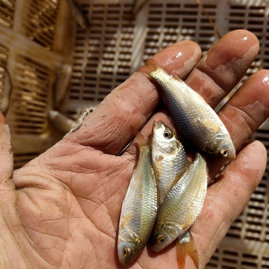 郑州鲤鱼苗