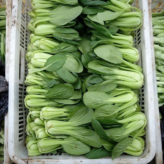 曹县上海青  专业种植15年，拥有大规模种植基地，