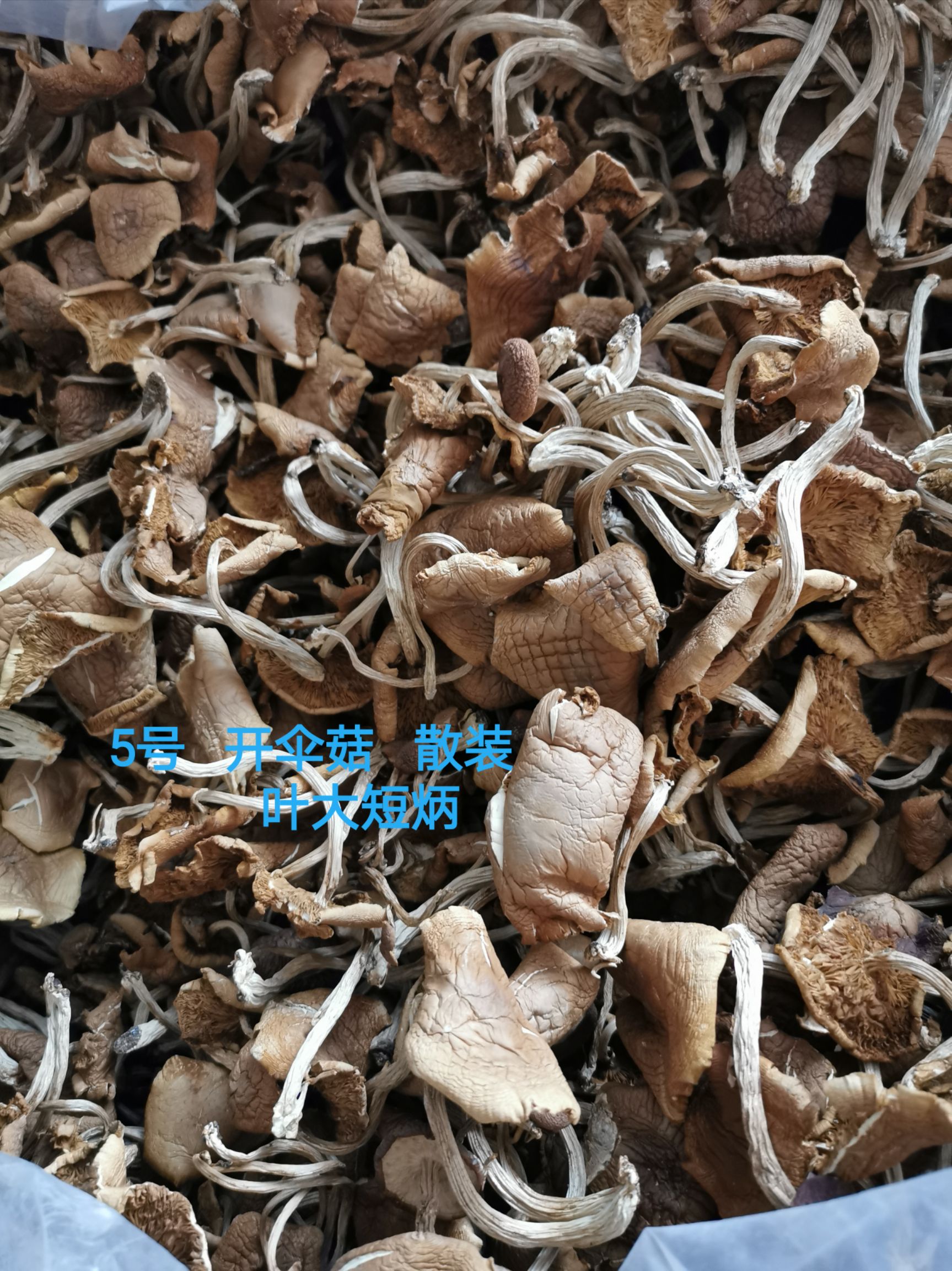 广昌5号茶树菇  广昌5号开伞菇     短炳    散装包