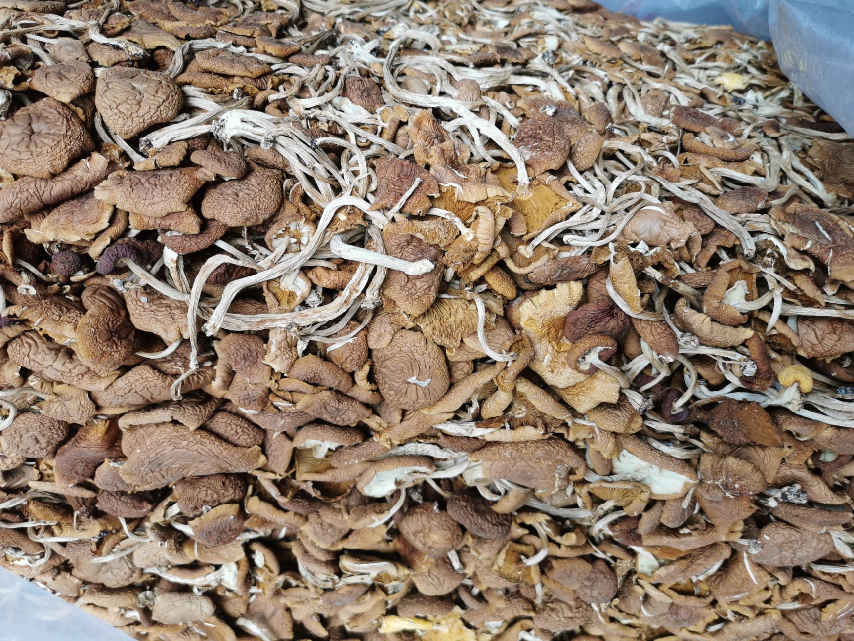 广昌5号茶树菇  广昌5号开伞菇     短炳    散装包
