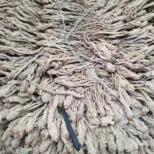 漳县岷当归  当归小中条——统货 (免费，免费寄样)