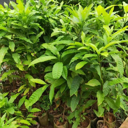灵山县 名贵果树黄晶果苗黄金果树苗盆栽果树早结果雅美果亚美果包邮
