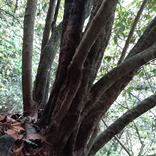 榕江县紫杜鹃 有要杜鹃花树桩的老板嘛