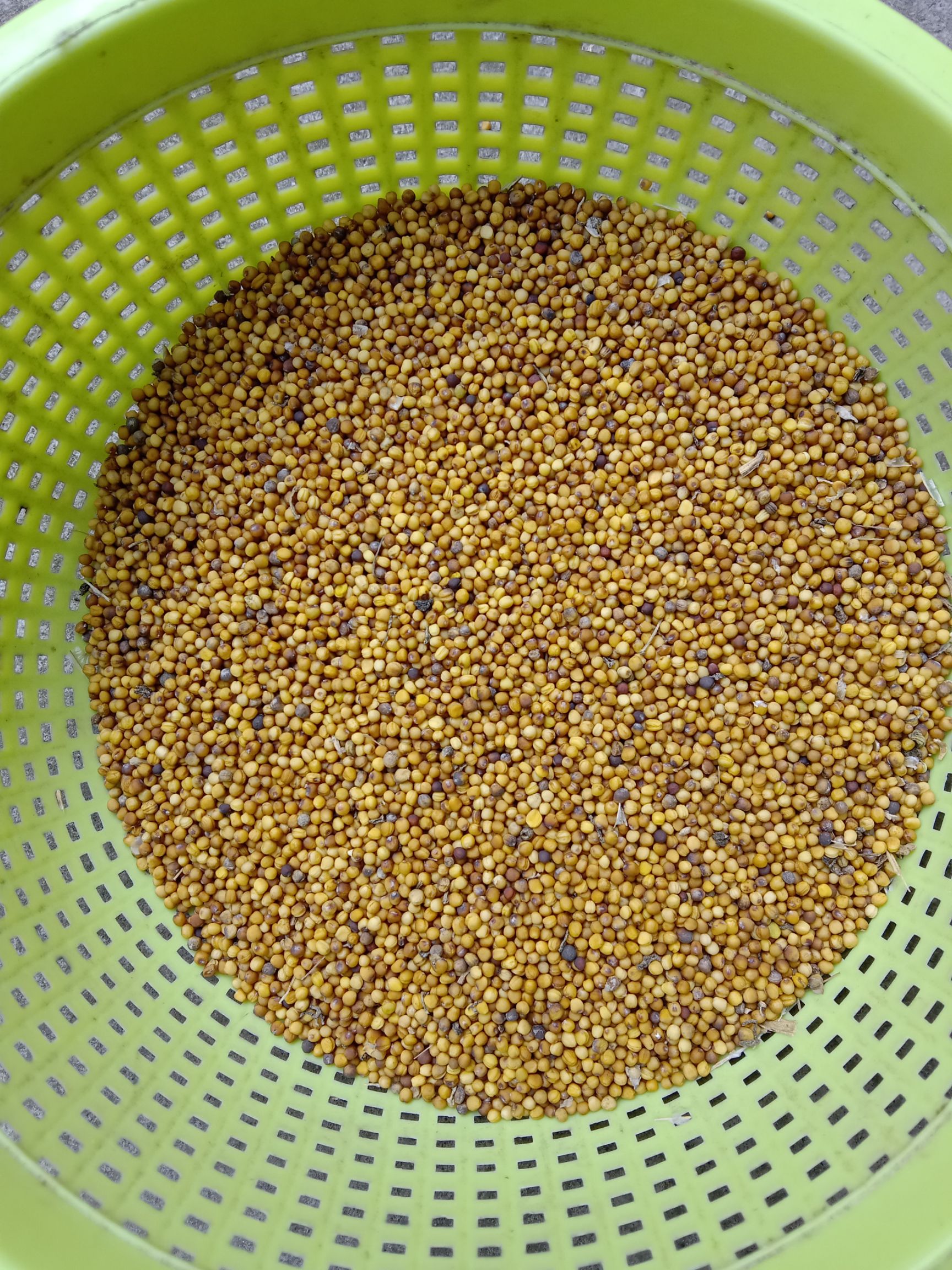 油菜籽  黄菜籽，甜菜籽油菜，自留种非杂交可吃苔可榨菜籽油，十月播种。