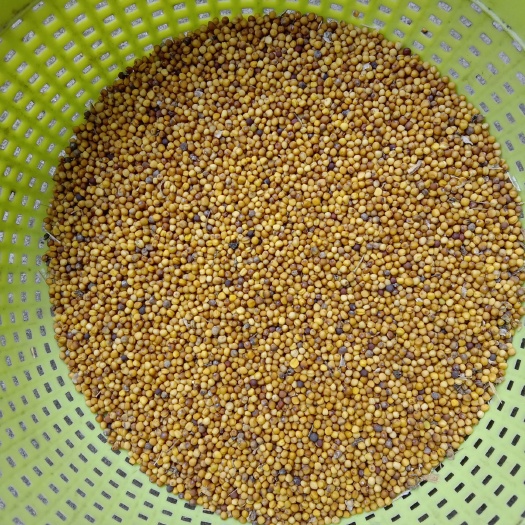眉山油菜籽  黄菜籽，甜菜籽油菜，自留种非杂交可吃苔可榨菜籽油，十月播种。
