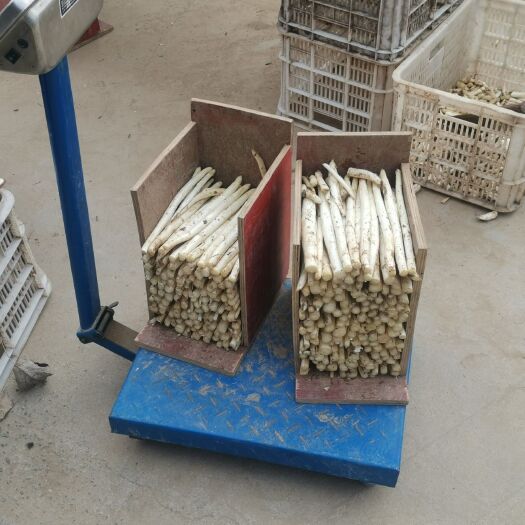 单县山东菏泽白芦笋大量供应