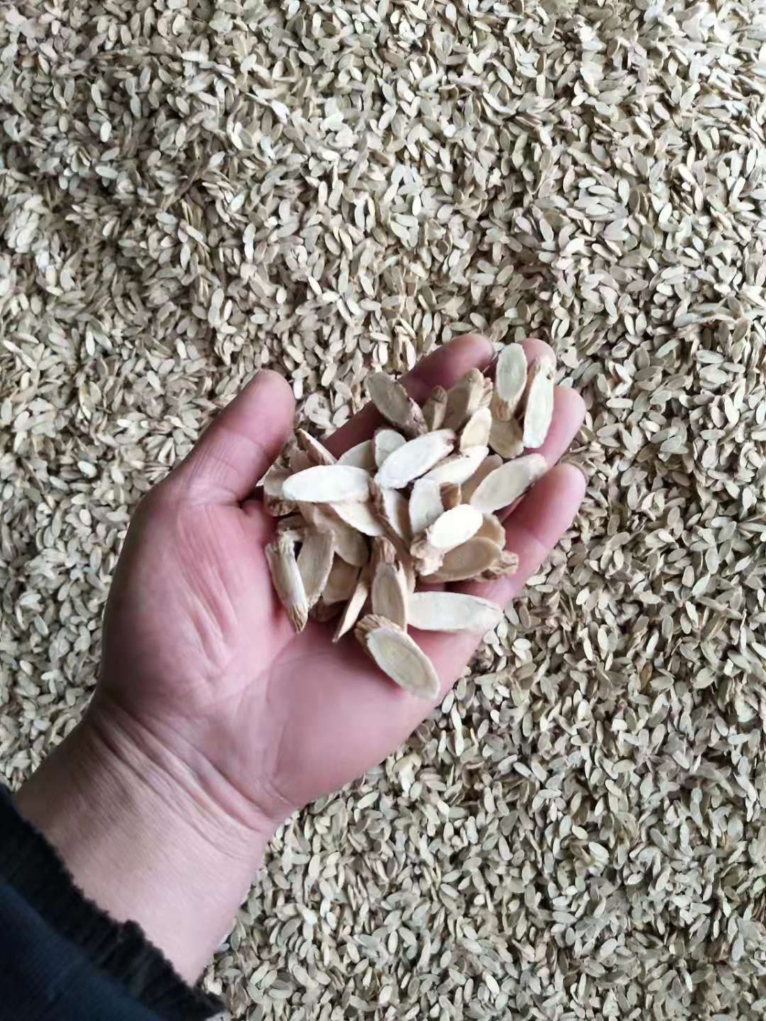 岷当归  (无硫)黄芪瓜子切片 0·8~1·0 cm
(免费寄样)