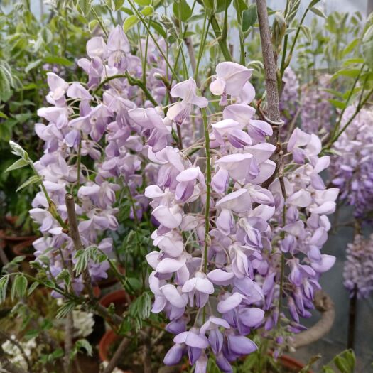 莒县 紫藤系列：丰花、蓝月亮
