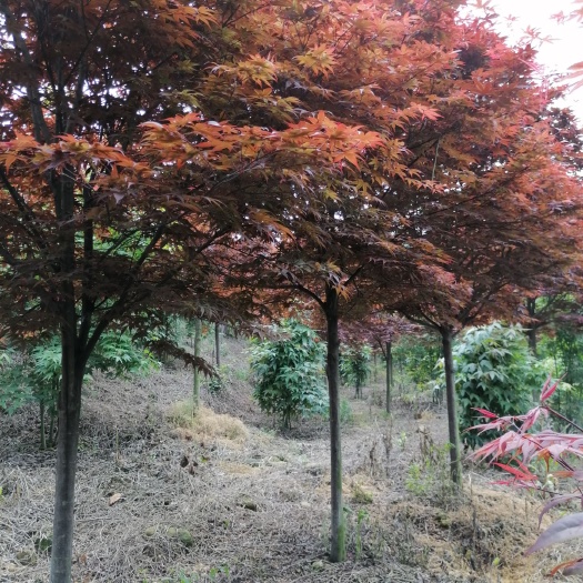 全州县枫香树  三季红枫