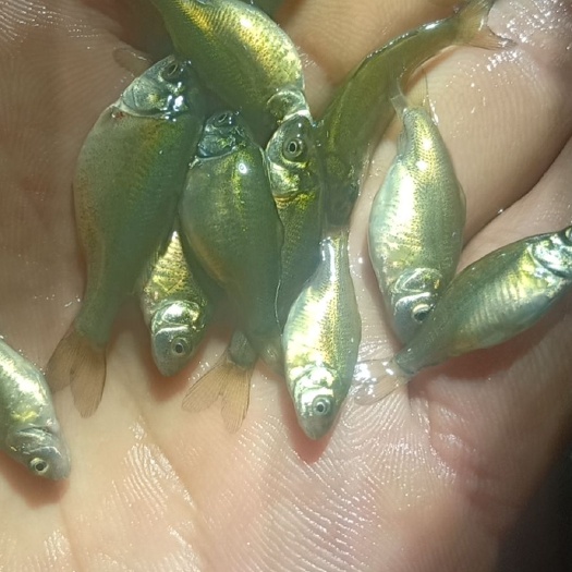 濉溪县无磷鱼苗，鲤鱼苗，黄金鲫苗，