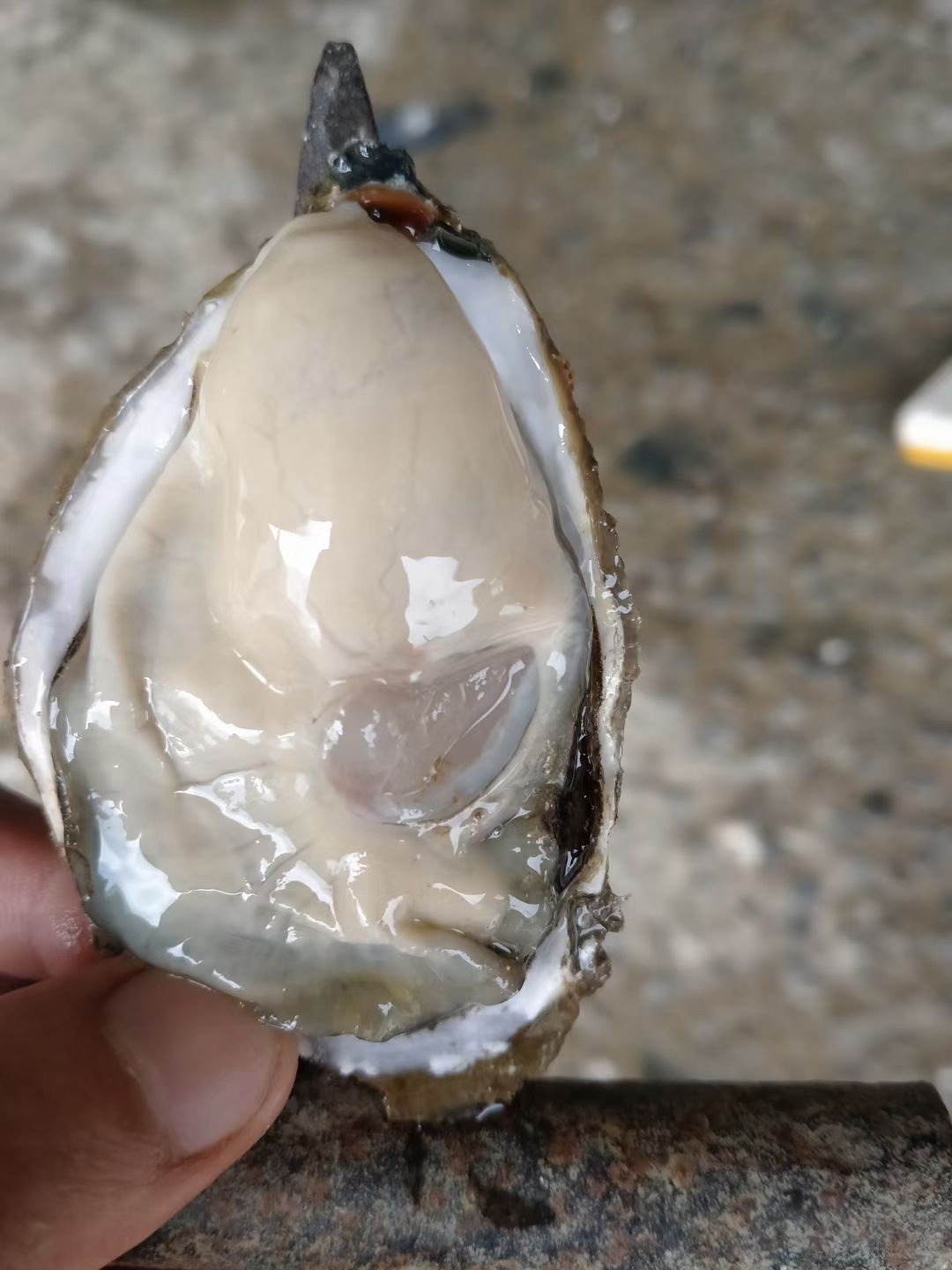 三倍体生蚝  生蚝批发 全壳鲜活生蚝半壳生蚝烧烤新鲜牡蛎网红高压锅生蚝