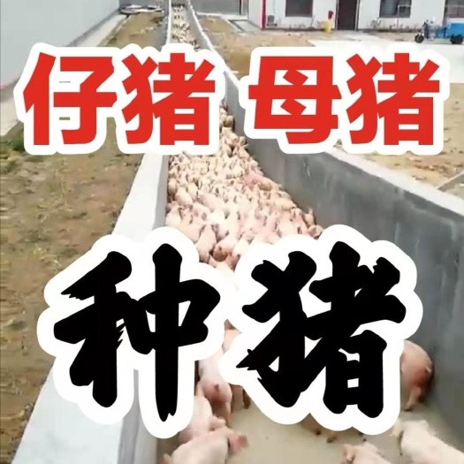 杂交猪苗  育肥仔猪苗 母猪种猪 三元猪配送到家