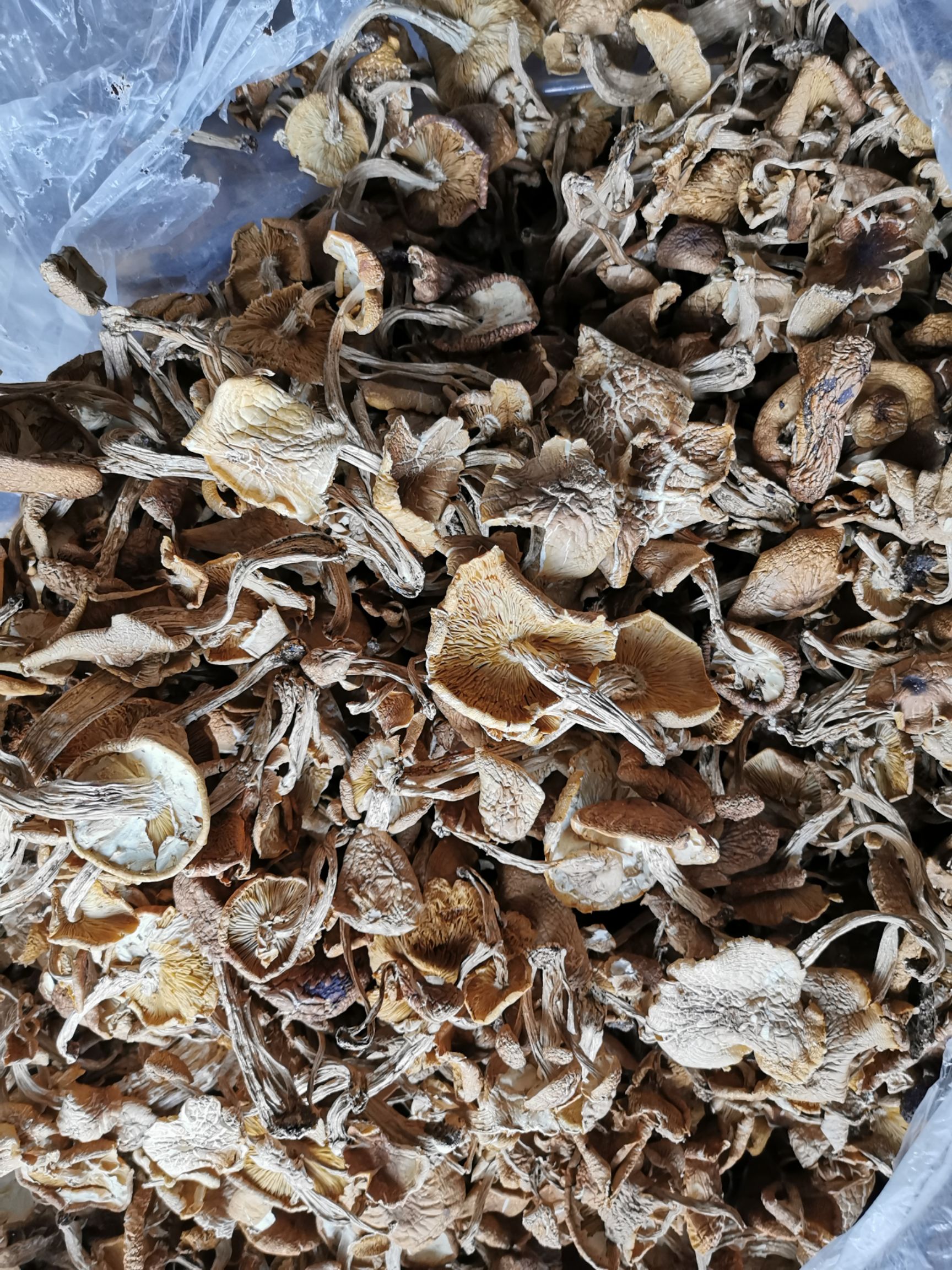 广昌5号茶树菇  广昌5号开伞菇     短炳    散装包